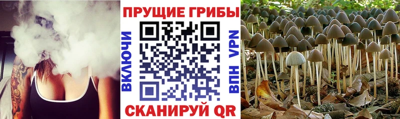 Псилоцибиновые грибы прущие грибы  купить наркотик  Шумерля 